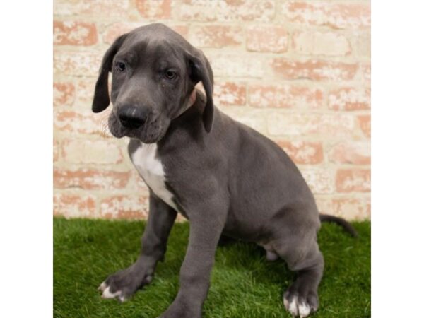 Great Dane DOG Female Blue 14662 Petland Chillicothe, Ohio