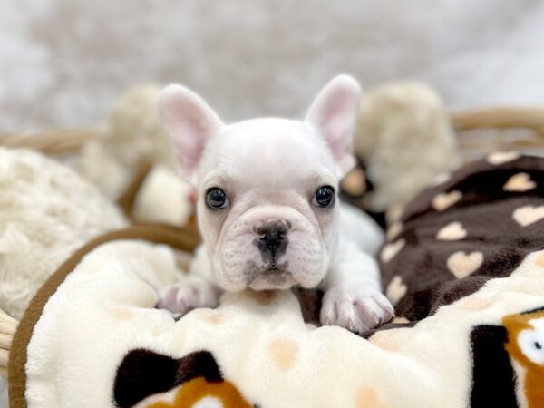 French Bulldog DOG Male Cream 14654 Petland Chillicothe, Ohio