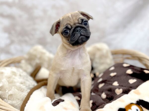 Pug DOG Male Apricot 14661 Petland Chillicothe, Ohio