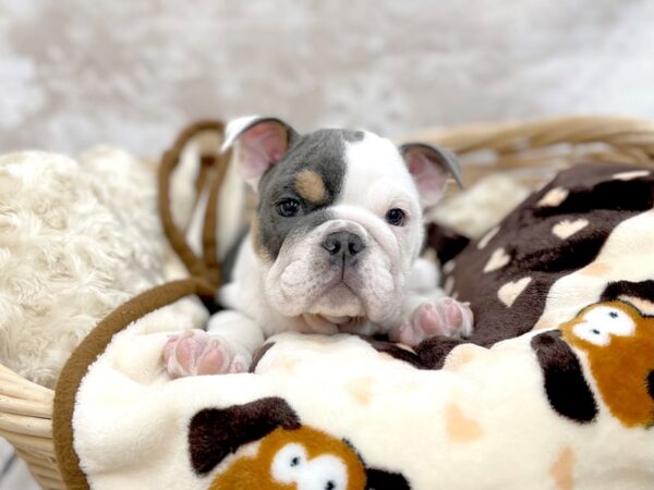 Bulldog DOG Female Blue Tan / White 14641 Petland Chillicothe, Ohio