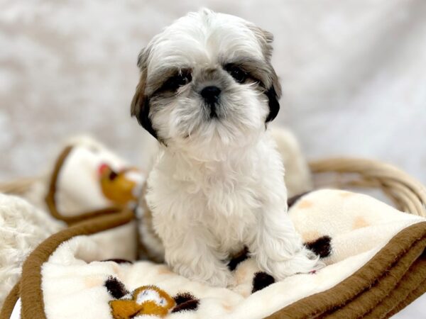 Shih Tzu DOG Female Red / White 14643 Petland Chillicothe, Ohio