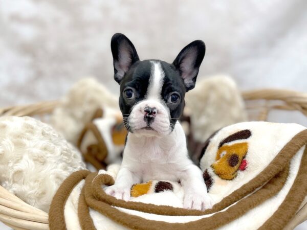 Frenchton-DOG-Female-Blk & Wh-14649-Petland Chillicothe, Ohio