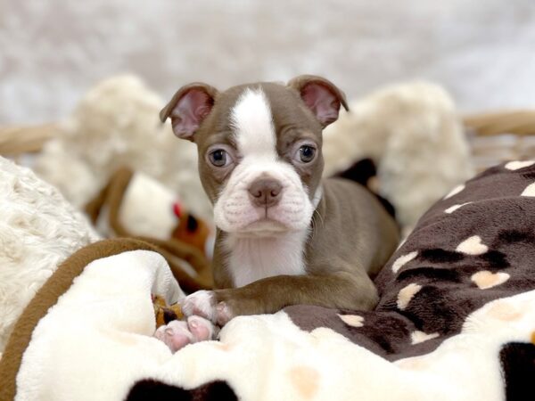 Boston Terrier DOG Female Seal / White 14650 Petland Chillicothe, Ohio