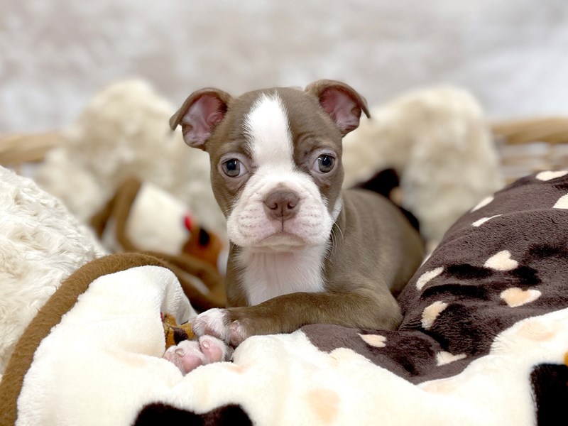 Champagne boston terrier puppies for best sale sale