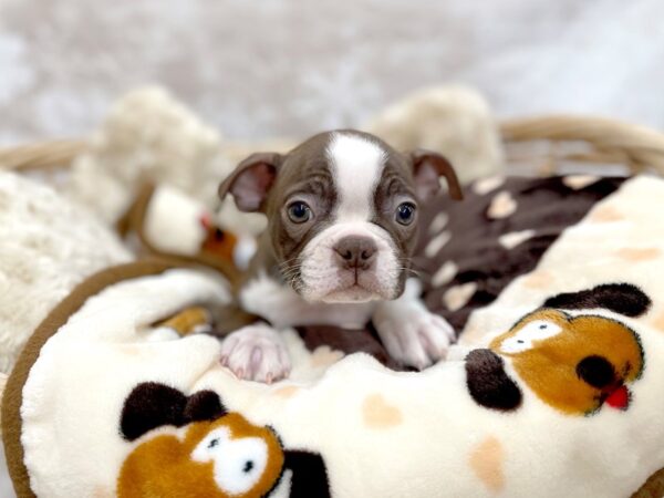 Boston Terrier DOG Male Seal / White 14651 Petland Chillicothe, Ohio