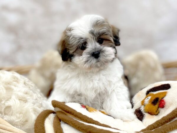 Teddy Bear DOG Female Gold / White 14653 Petland Chillicothe, Ohio