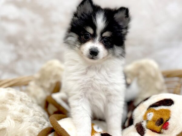 Pomeranian DOG Male Black White / Tan 14652 Petland Chillicothe, Ohio