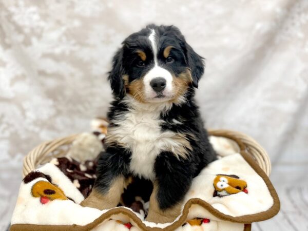 Bernese Mountain Dog DOG Male Black Rust / White 14656 Petland Chillicothe, Ohio