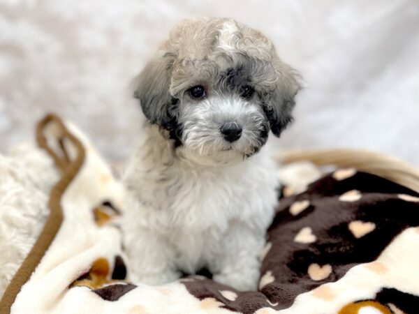 Teddy Bear DOG Female Gold / White 14655 Petland Chillicothe, Ohio