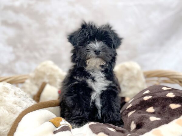 Yochon-DOG-Male-Black-14657-Petland Chillicothe, Ohio