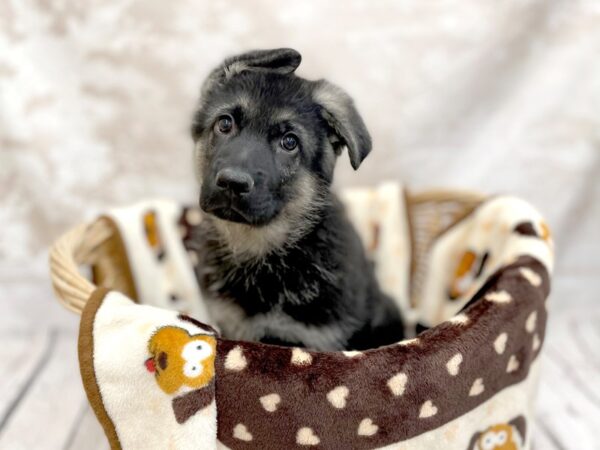 German Shepherd Dog DOG Male Black / Tan 14658 Petland Chillicothe, Ohio