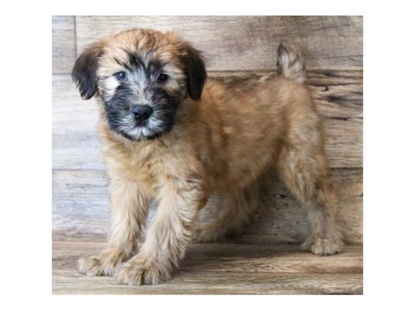 Soft Coated Wheaten Terrier-DOG-Male-Wheaten-14677-Petland Chillicothe, Ohio