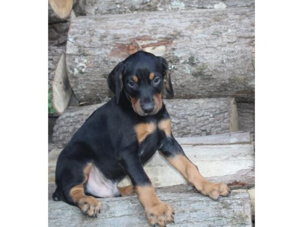 Doberman Pinscher DOG Male Black / Rust 14681 Petland Chillicothe, Ohio