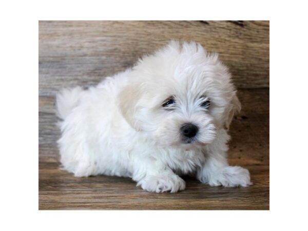 Havachon-DOG-Female-White-14692-Petland Chillicothe, Ohio