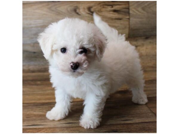 Bichon Frise DOG Female White 14688 Petland Chillicothe, Ohio