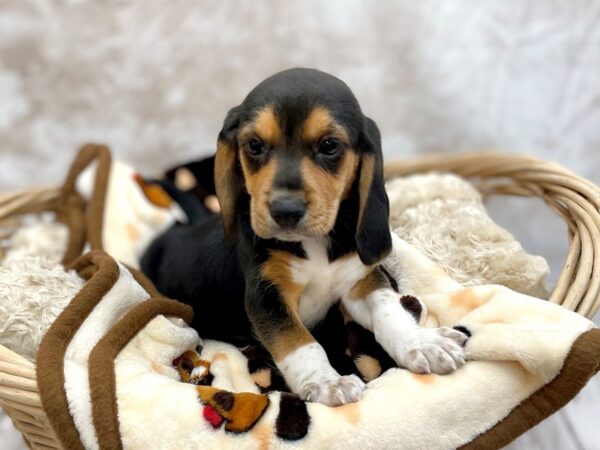 Beagle DOG Male Red / White 14694 Petland Chillicothe, Ohio