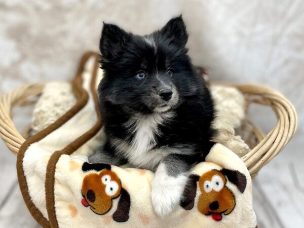 Pomsky-DOG-Female-Blk Tn & Wh-14693-Petland Chillicothe, Ohio