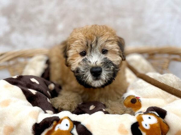 Soft Coated Wheaten Terrier-DOG-Male-Wheaten-14691-Petland Chillicothe, Ohio