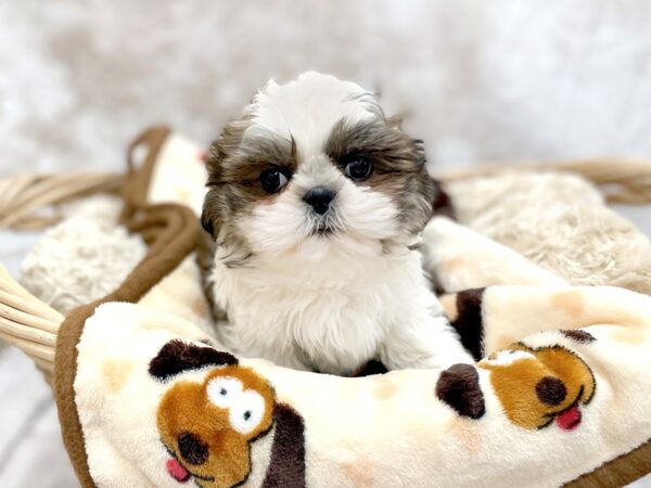 Shih Tzu DOG Female Red / White 14689 Petland Chillicothe, Ohio