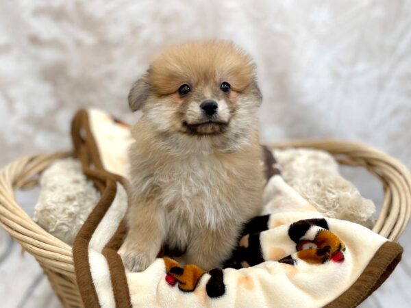 Pomeranian DOG Male Sable 14687 Petland Chillicothe, Ohio