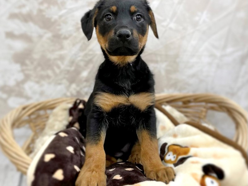 Shepard Rott German Shepherd Rottweiler Puppy