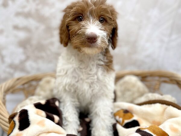 Poodle/Collie DOG Female Red / White 14683 Petland Chillicothe, Ohio