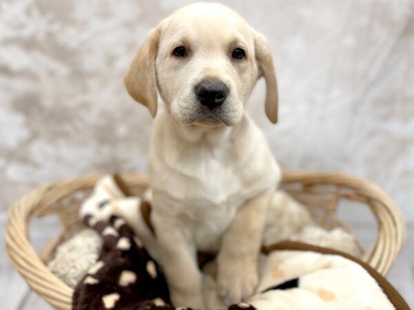Labrador Retriever DOG Male Yellow 14682 Petland Chillicothe, Ohio