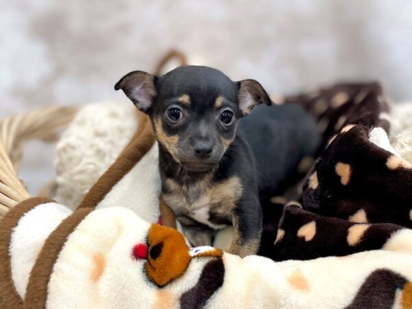 Chihuahua DOG Male Black / Tan 14678 Petland Chillicothe, Ohio
