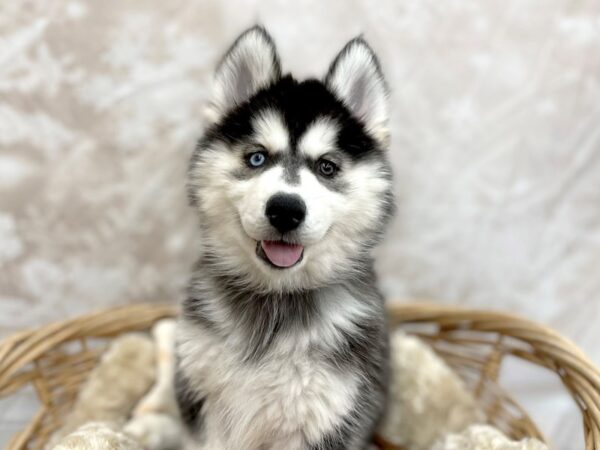Siberian Husky DOG Female Black / White 14676 Petland Chillicothe, Ohio
