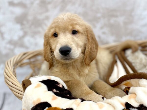 Golden Retriever DOG Male Dark Golden 14675 Petland Chillicothe, Ohio