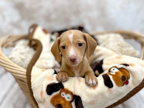 Dachshund DOG Male Red 14674 Petland Chillicothe, Ohio
