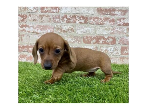 Dachshund DOG Female Red 14700 Petland Chillicothe, Ohio