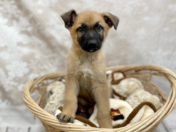 German Shepherd DOG Male Sable 14679 Petland Chillicothe, Ohio