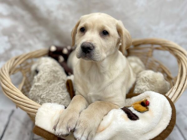 Labrador Retriever DOG Female Yellow 14686 Petland Chillicothe, Ohio