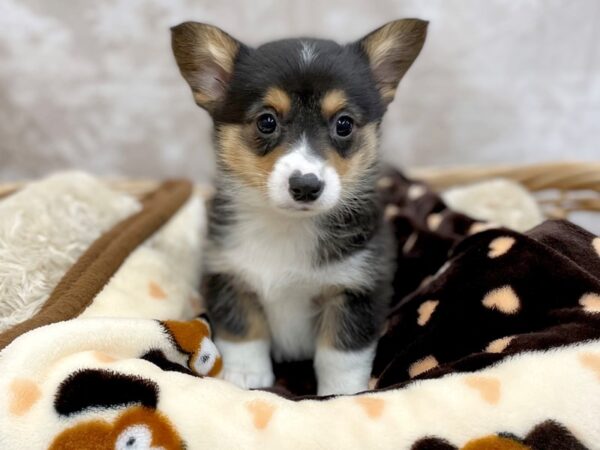 Auggie-DOG-Male-Tri-14702-Petland Chillicothe, Ohio