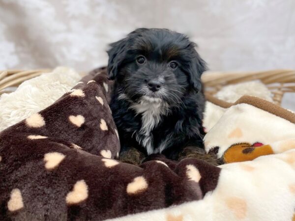 Aussiedoodle DOG Female Black 14701 Petland Chillicothe, Ohio