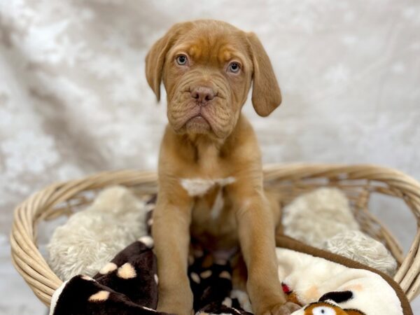 Dogue De Bordeaux-DOG-Male-Red-14699-Petland Chillicothe, Ohio