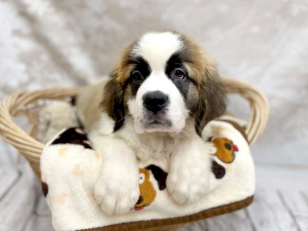 Saint Bernard DOG Female Mahogany / White 14698 Petland Chillicothe, Ohio