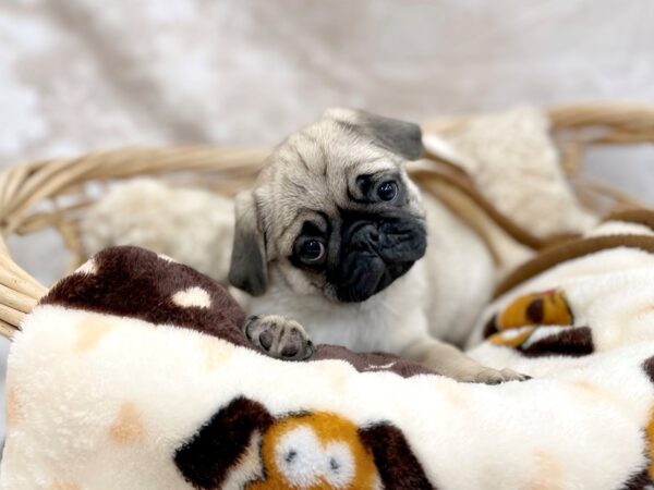 Pug DOG Female Fawn 14697 Petland Chillicothe, Ohio