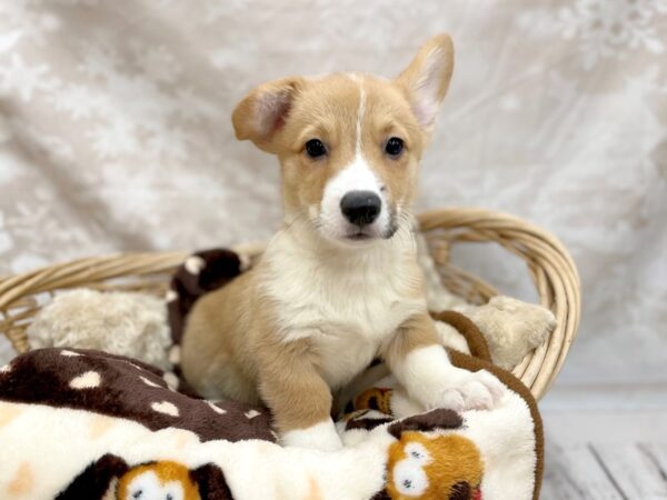 Pembroke Welsh Corgi DOG Male Sable / White 14695 Petland Chillicothe, Ohio