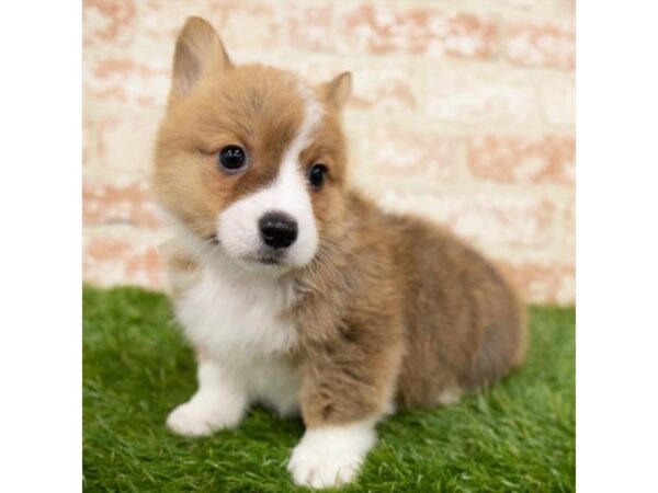Pembroke Welsh Corgi DOG Male Red Sable 14705 Petland Chillicothe, Ohio