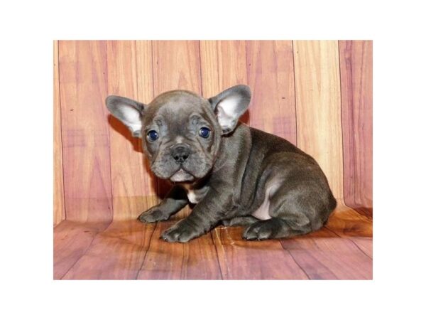 French Bulldog DOG Female Blue 14711 Petland Chillicothe, Ohio