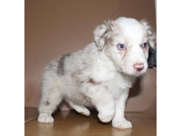 Australian Shepherd-DOG-Male-Red Merle-14717-Petland Chillicothe, Ohio