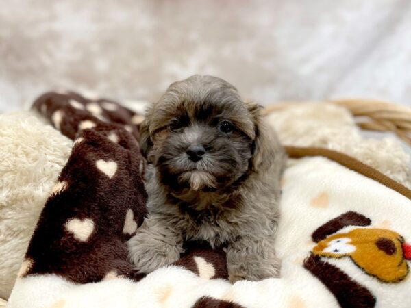 Zuchon DOG Male Bl 14707 Petland Chillicothe, Ohio
