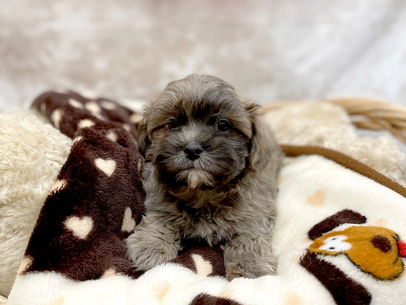 Zuchon Puppy Bl ID 14707 Located at Petland Chillicothe Ohio
