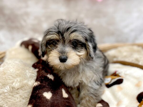 Yorkiepoo-DOG-Male-Bl Mrl-14708-Petland Chillicothe, Ohio