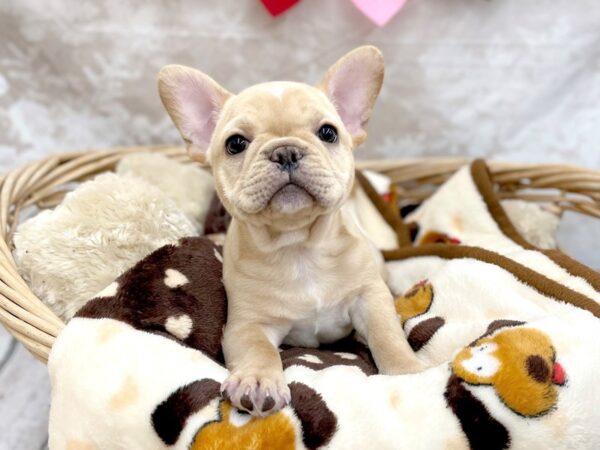 French Bulldog DOG Female Cream 14712 Petland Chillicothe, Ohio