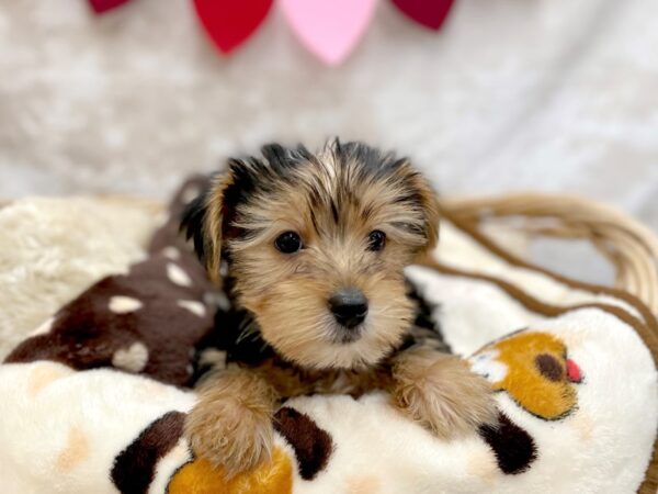 Yorkshire Terrier DOG Male Black / Tan 14722 Petland Chillicothe, Ohio