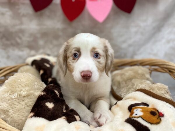 Mini Aussie DOG Male Red Merle 14721 Petland Chillicothe, Ohio