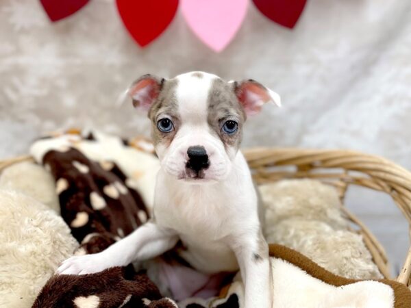 Boston Terrier DOG Female Blue Merle 14720 Petland Chillicothe, Ohio